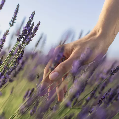 Hand touches a lavender field